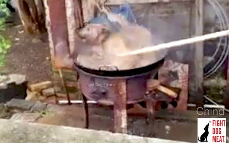 Κτηνωδία! Άνθρωποι μαγειρεύουν ζωντανό σκύλο και γελούν (σκληρό βίντεο)
